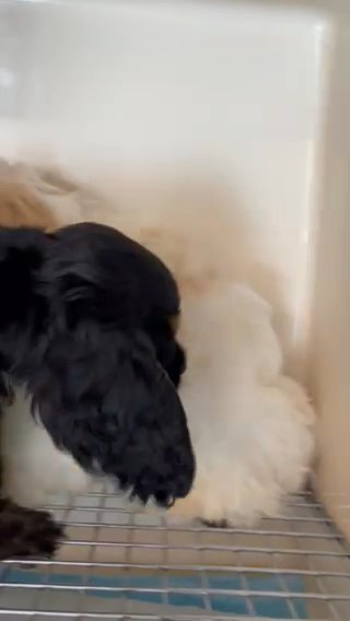 Cocker Spaniel in Dundalk, Maryland
