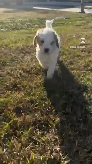 Goldendoodles in Belle Chasse, Louisiana