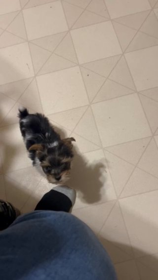 Akc yorkie Female, Very Sweet in Lexington, North Carolina