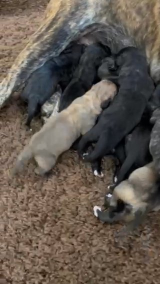 Presa Canario Puppies in Baton Rouge, Louisiana