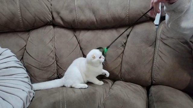 White Scottish fold in Lexington-Fayette, Kentucky