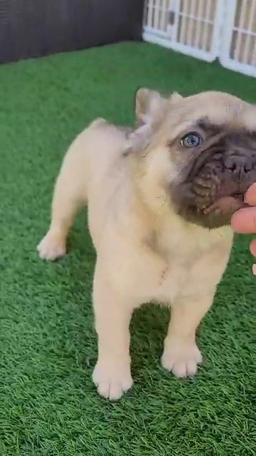 Chocolate Fawn Fluffy Frenchie in Las Vegas, Nevada