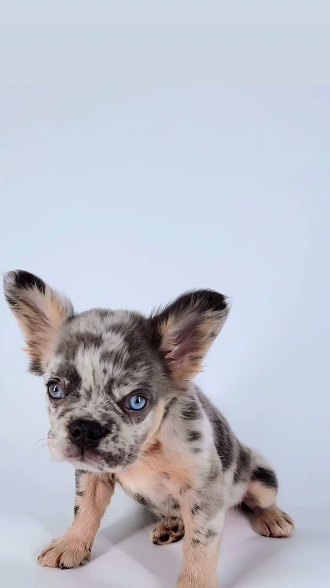 Fluffy French Bulldog "Female Frenchie" in Orlando, Florida