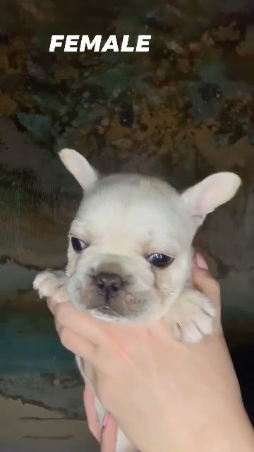 female snow ball french/Fluffy carrier in Detroit, Michigan