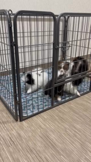 Pomeranian Puppies in Colorado Springs, Colorado