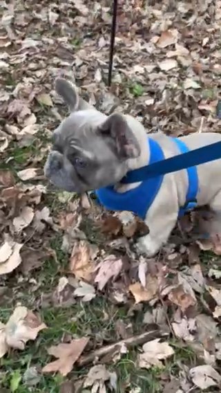 (SOLD) AKC French bulldog Male - Bluey in Wilmington, Ohio
