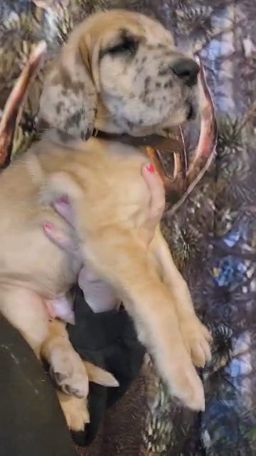 akc fawn merle in Cedar Falls, Iowa