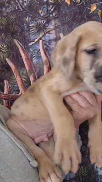 akc blue collar brindle merle in Cedar Falls, Iowa