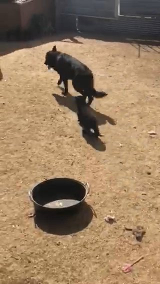 Pure Breed German Shepherds in Sierra Vista Southeast, Arizona