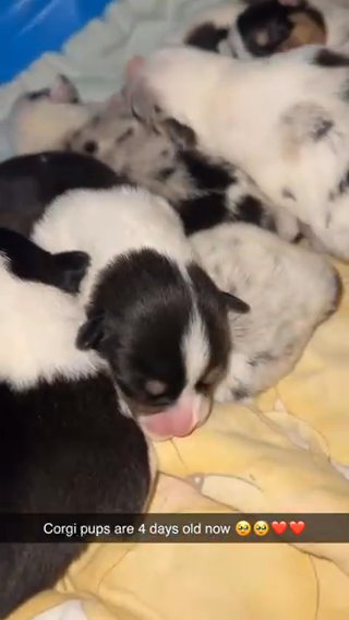 ❤️❤️ Valentines Day American Corgis ❤️❤️ in Paducah, Kentucky