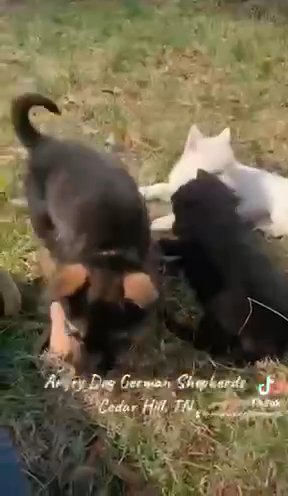 AKC Solid White German Shepherd Female in Nashville, Tennessee