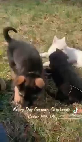 AKC Black And Silver German Shepherd Female in Nashville, Tennessee