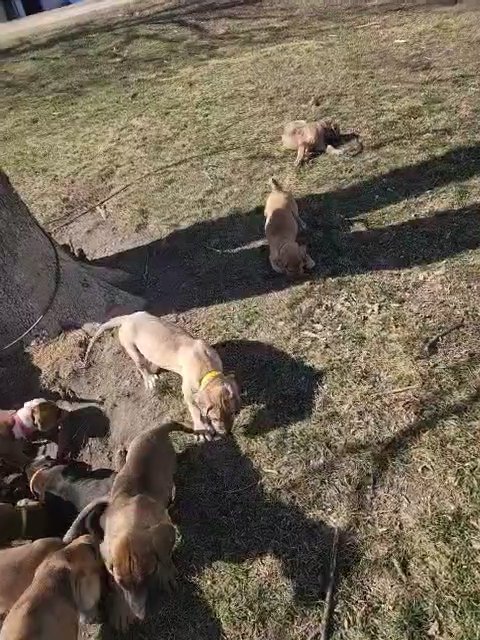 great dane puppies in Cedar Falls, Iowa