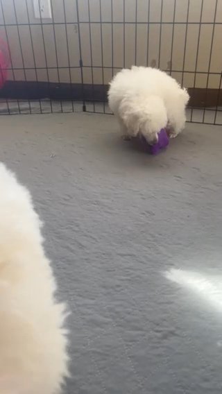 Four Cotton Puffs At Playtime (Reduced) in Savannah, Georgia