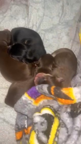 aussie puppies in Norman, Oklahoma