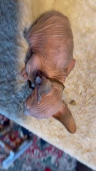 sphynx kittens available in Cleveland, Ohio