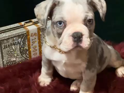 AKC French Bulldog Merle in Mobile, Alabama