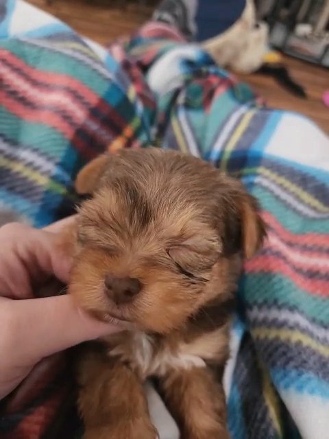 chocolate Female yorkie AKC in McKinney, Texas