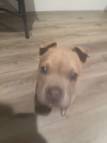 American Bully XL in Ceres, California