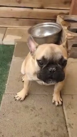 compact fawn male frenchie in Phelan, California