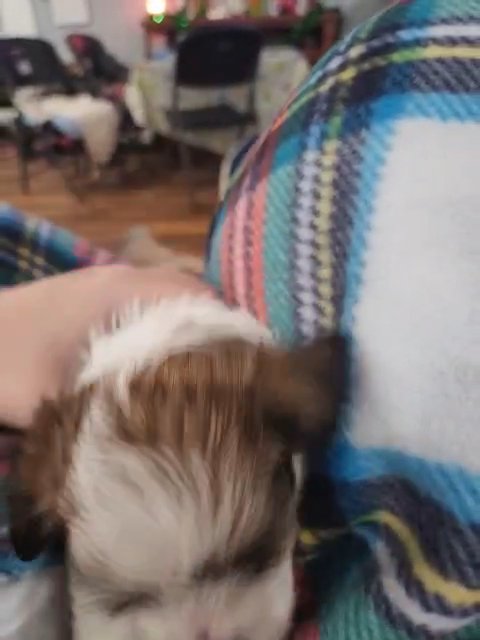 Sable parti female yorkie Sadie in McKinney, Texas