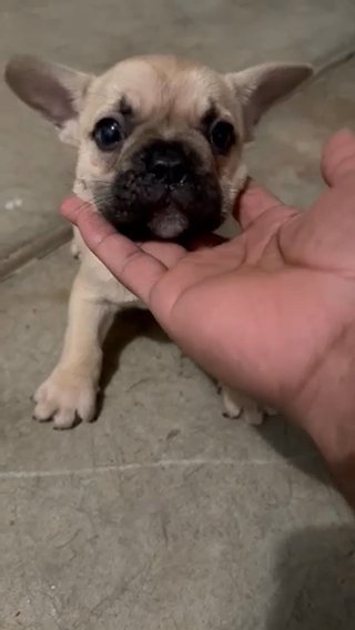 Male Fawn French Bulldog in Elk Grove, California