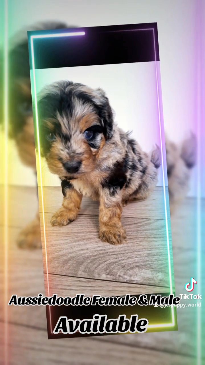 Aussiedoodle in Miami Lakes, Florida