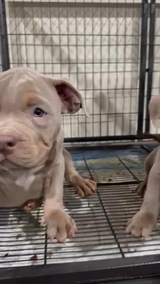 American Bully Puppies Available in Washington, District of Columbia