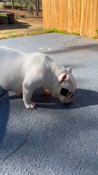 Exotic Micro Bully Female in New York City, New York