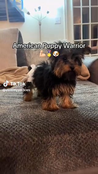 Princess (female Yorkie) ?✨9 Weeks Old in Houston, Texas