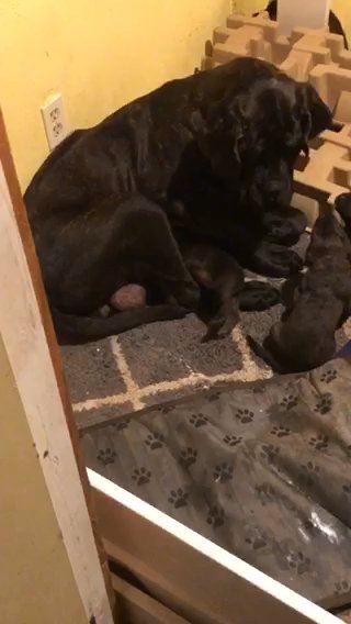 Mastiff Puppies in San Diego, California
