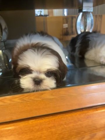 Beautiful Shihtzu Puppies in Rahway, New Jersey