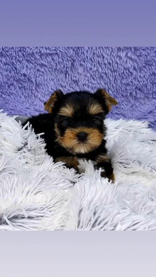 Zane- Male Yorkie in Lexington-Fayette, Kentucky