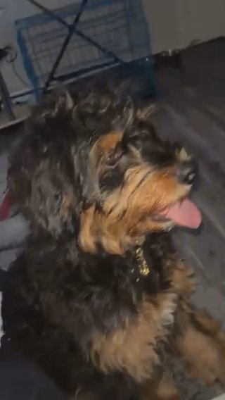 Mini Bernedoodle in Dallas, Texas