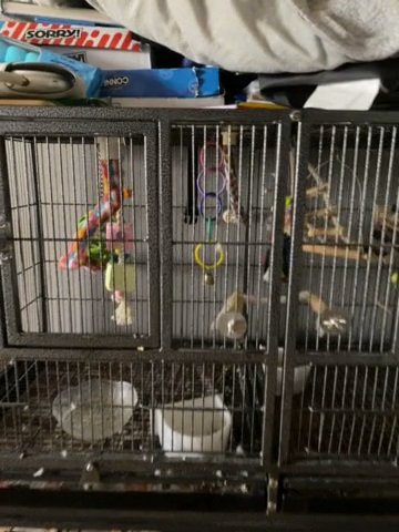 Bords With Cage N Food, Toys For 200 in West Chicago, Illinois