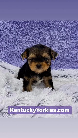 Zach- Male Yorkie in Lexington-Fayette, Kentucky