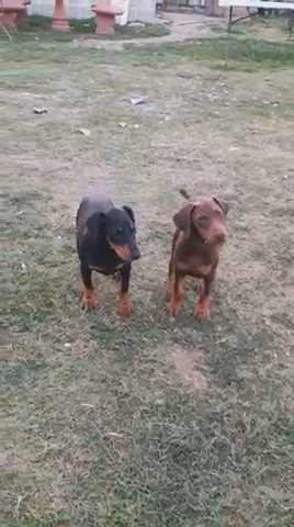 3 Doberman Puppies For Sale in Houston, Texas