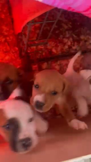 Pitbull,boxer, Pyrenees Mix in Asheville, North Carolina