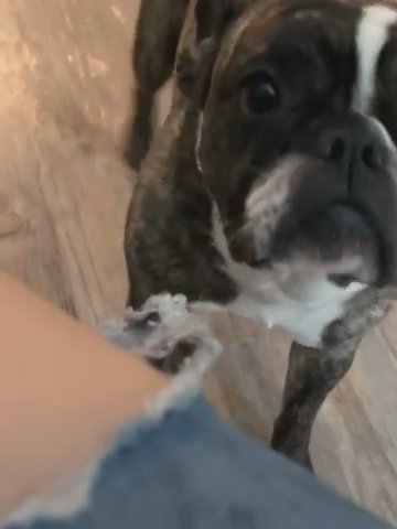 Boston Terrier in Austin, Texas