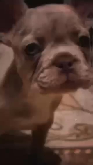 Lilac Merle French Bulldog in Fresno, California