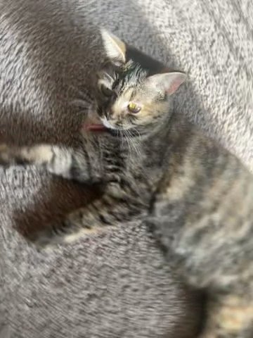 Female Short Hair Cat in Raleigh, North Carolina