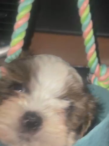 10 Week Male Shih Tzu in Chicago, Illinois