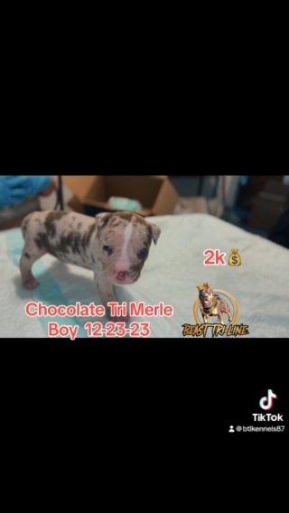Amrican Bully Hybrid Bull in Paterson, New Jersey