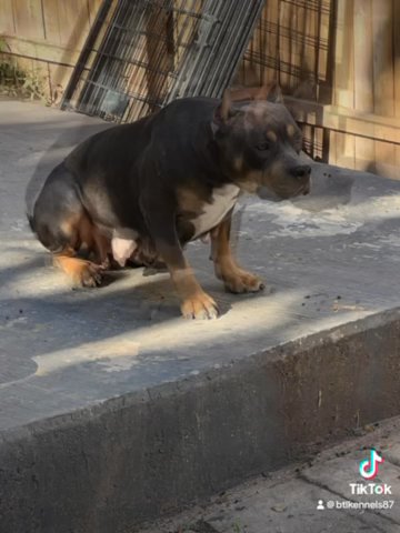 Amrican Bully in Paterson, New Jersey