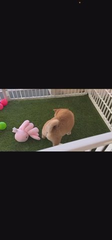 Full Bread / Champion Blood Shiba Inu in Wake Forest, North Carolina