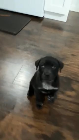 Baby Labrador in New Orleans, Louisiana