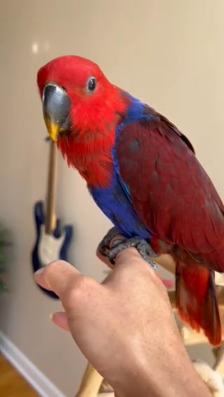 3 Month old Female Eclectus Baby Parrot For Sale in Rochester, Michigan