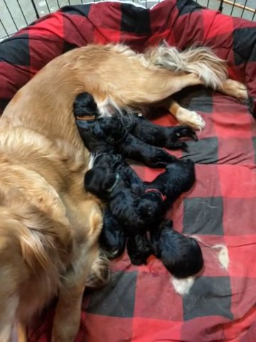 Standard Goldendoodle Puppies in Los Angeles, California
