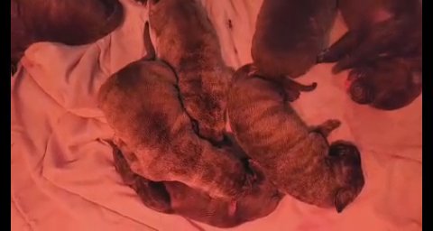 Presa Canario Pups in Indianapolis, Indiana