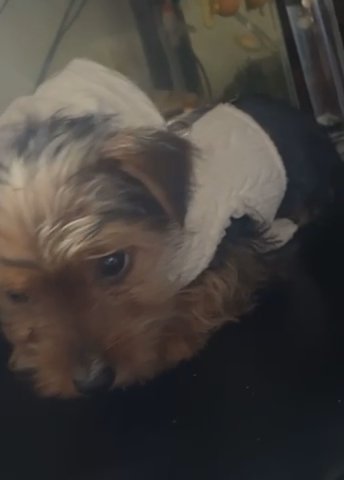 Yorkie in Riverside, California